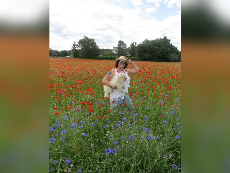 Coton de Tulear Welpen