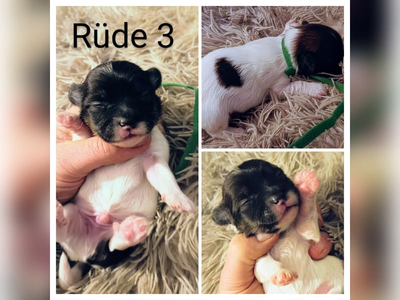 Coton de Tulear Welpen