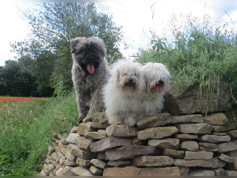Coton de Tulear Welpen