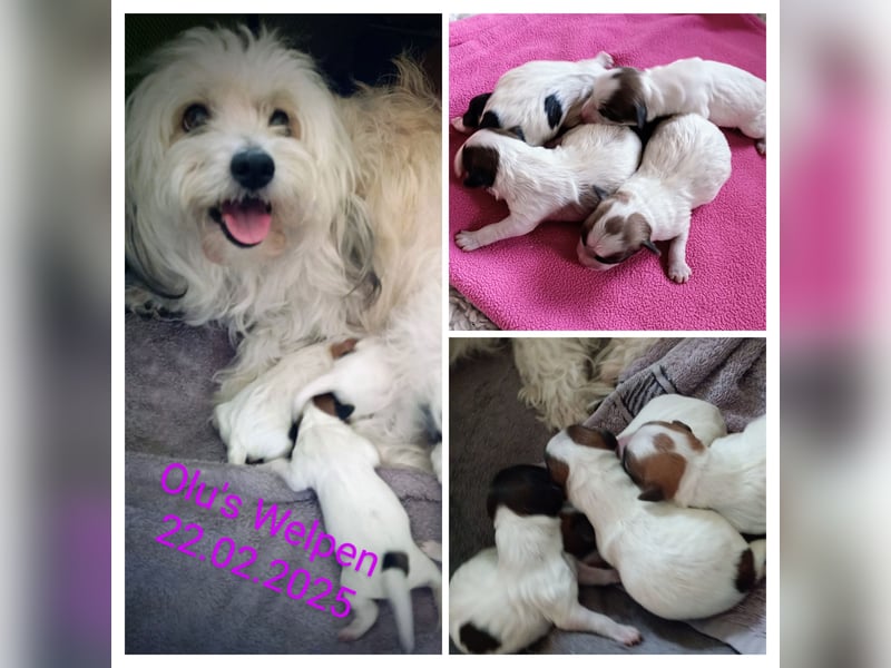 Coton de Tulear Welpen