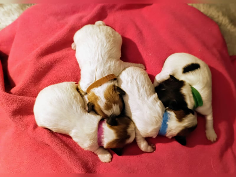 Coton de Tulear Welpen