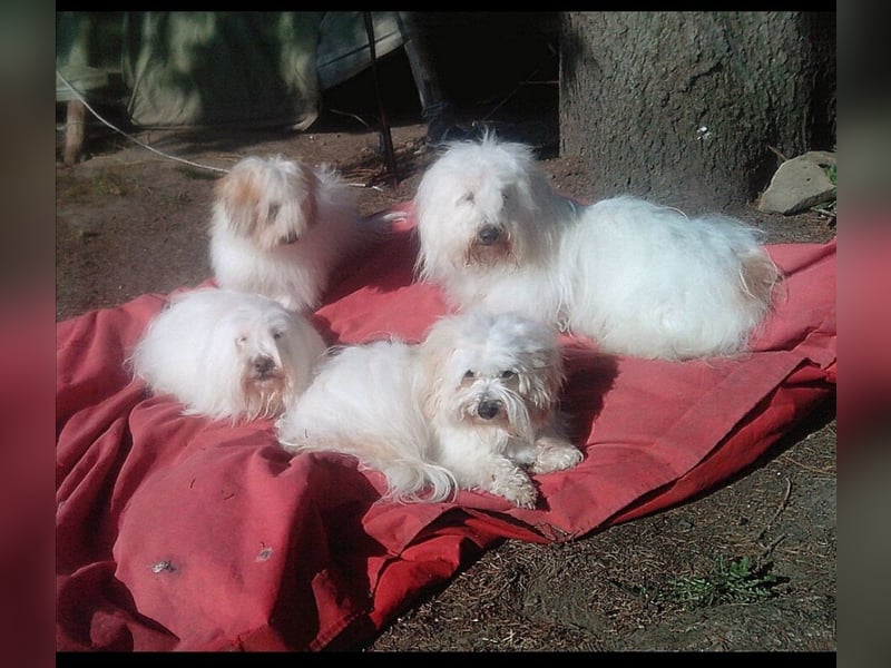 Coton de Tulear Welpen