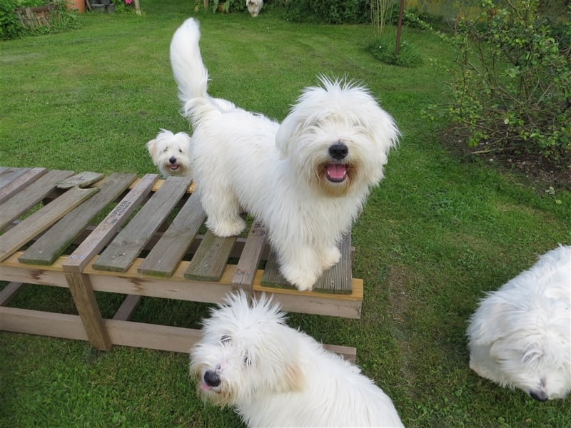 Coton de Tuléar Junghund mit Papieren, Rüde, Bayern