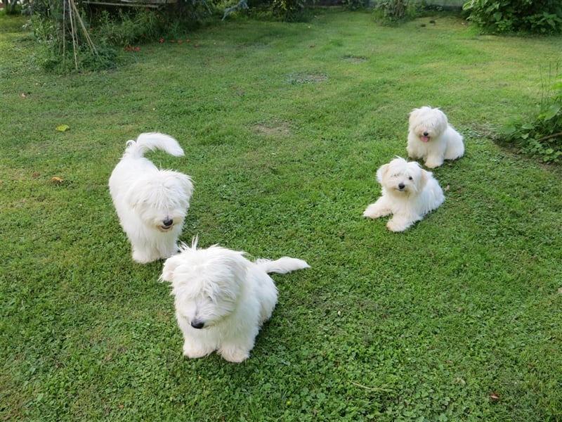 Coton de Tuléar Junghund mit Papieren, Rüde, Bayern