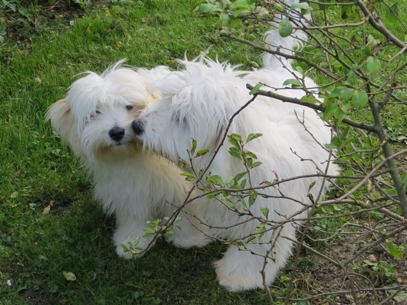 Coton de Tuléar Junghund mit Papieren, Rüde, Bayern