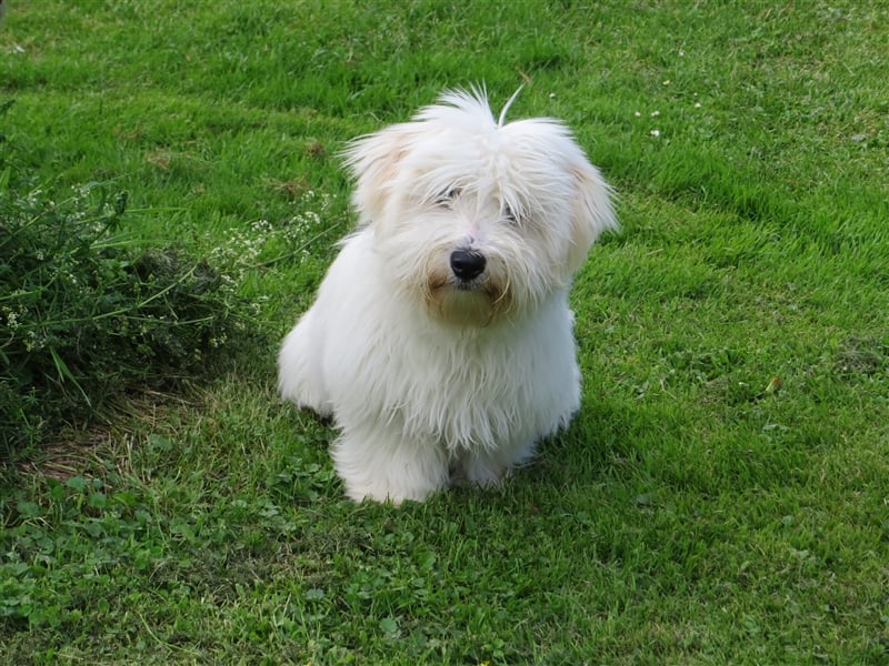 Coton de Tuléar Junghund mit Papieren, Rüde, Bayern