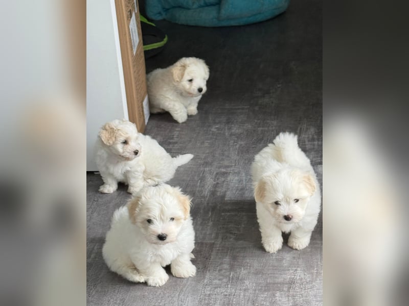Coton de Tulear Welpen