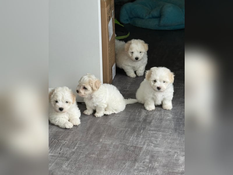 Coton de Tulear Welpen