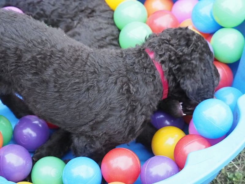 Curly Coated Retriever – braune Rüden (8 Wochen) aus dem Zwinger Cornrow