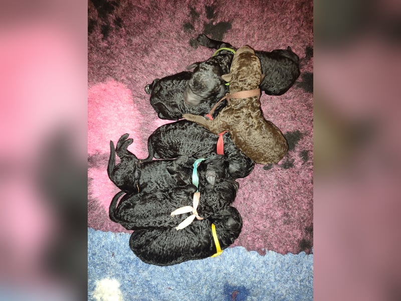 Curly-Coated Retriever Puppies with Pedigree (FCI) for Sale