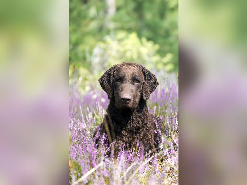 Curly-Coated Retriever Puppies with Pedigree (FCI) for Sale