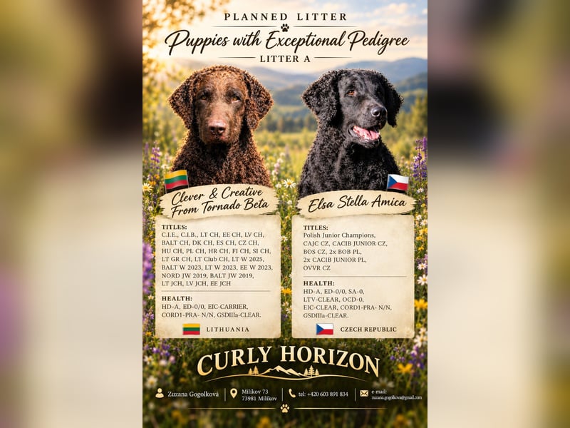 Curly-Coated Retriever Puppies with Pedigree (FCI) for Sale