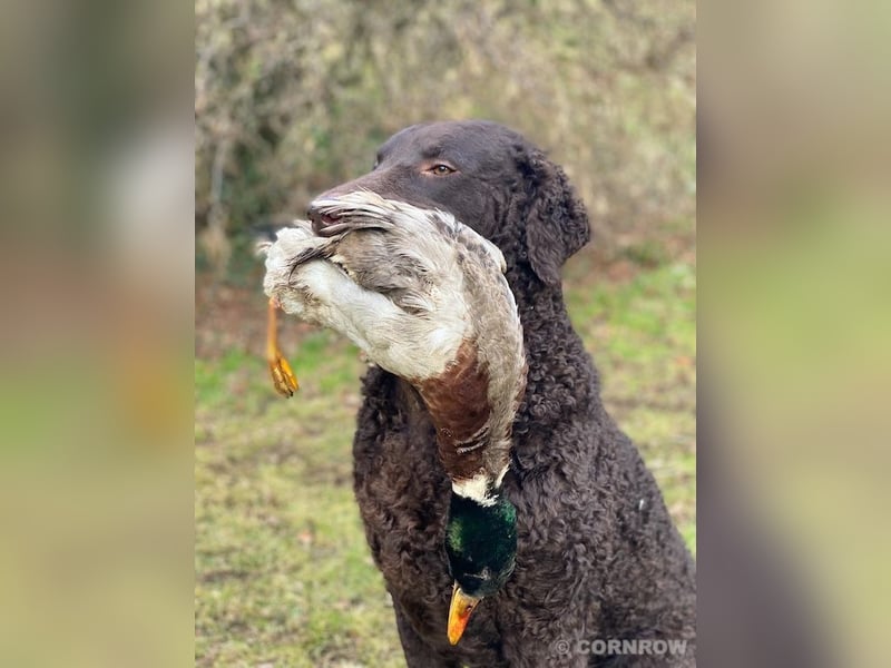 Curly Coated Retriever – braune Rüden (8 Wochen) aus dem Zwinger Cornrow