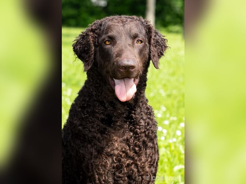 Curly Coated Retriever – braune Rüden (8 Wochen) aus dem Zwinger Cornrow