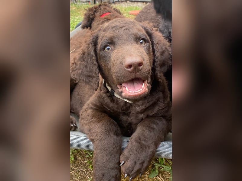 Curly Coated Retriever – braune Rüden (8 Wochen) aus dem Zwinger Cornrow