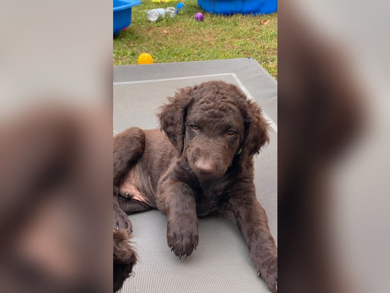 Curly Coated Retriever – braune Rüden (8 Wochen) aus dem Zwinger Cornrow