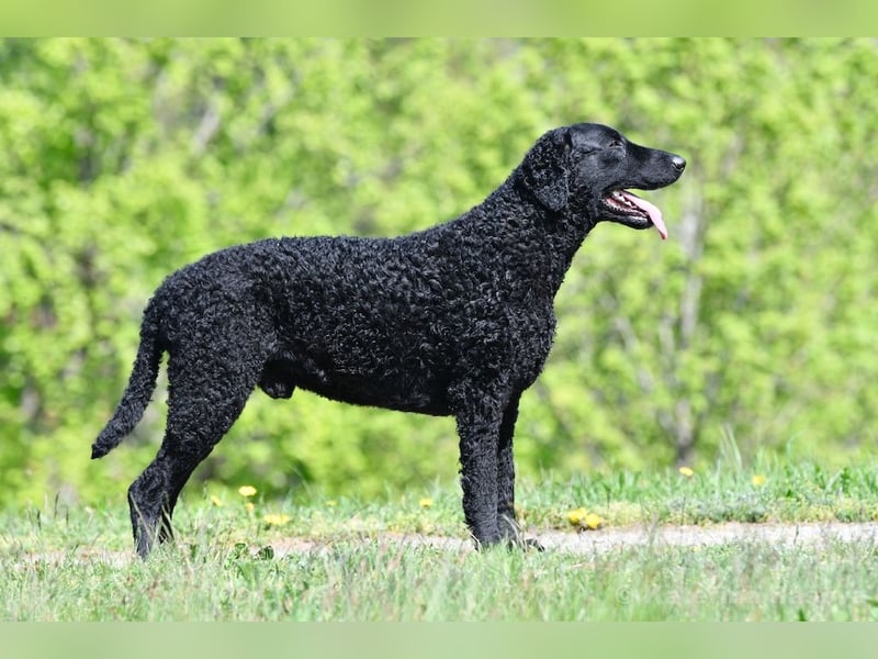 Curly Coated Retriever – braune Rüden (8 Wochen) aus dem Zwinger Cornrow