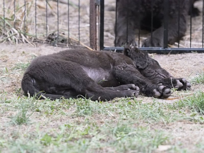 Curly Coated Retriever – braune Rüden (8 Wochen) aus dem Zwinger Cornrow