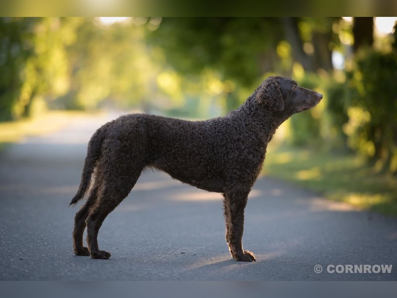 Curly Coated Retriever – braune Rüden (8 Wochen) aus dem Zwinger Cornrow