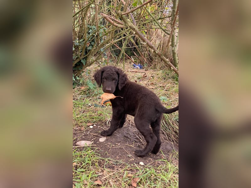 Curly Coated Retriever – braune Rüden (8 Wochen) aus dem Zwinger Cornrow