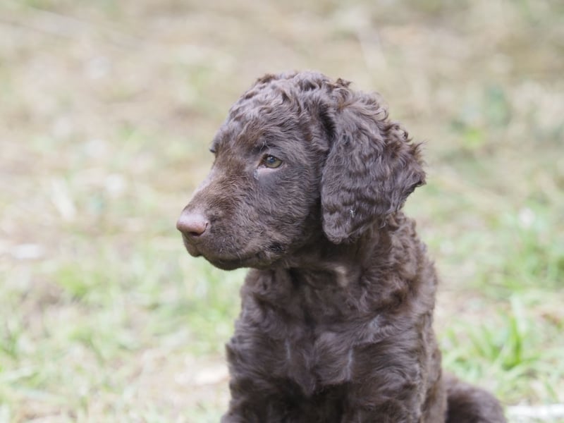 Curly Coated Retriever – braune Rüden (8 Wochen) aus dem Zwinger Cornrow