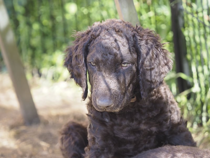 Curly Coated Retriever – braune Rüden (8 Wochen) aus dem Zwinger Cornrow
