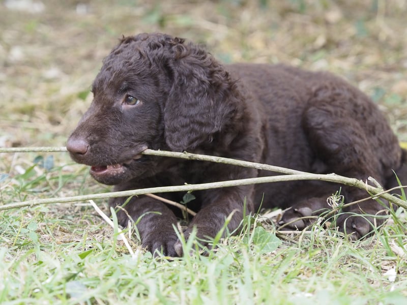 Curly Coated Retriever – braune Rüden (8 Wochen) aus dem Zwinger Cornrow