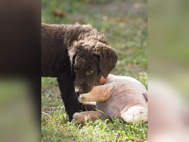 Curly Coated Retriever – braune Rüden (8 Wochen) aus dem Zwinger Cornrow