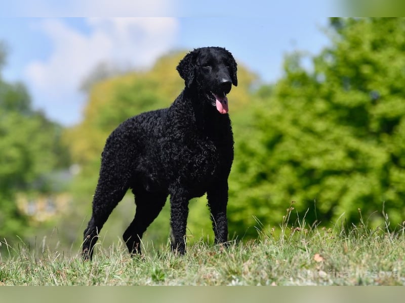 Curly Coated Retriever – braune Rüden (8 Wochen) aus dem Zwinger Cornrow