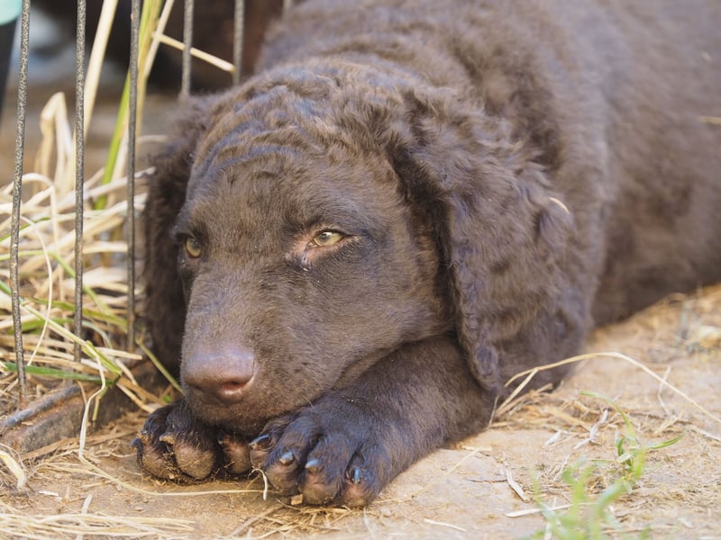 Curly Coated Retriever – braune Rüden (8 Wochen) aus dem Zwinger Cornrow