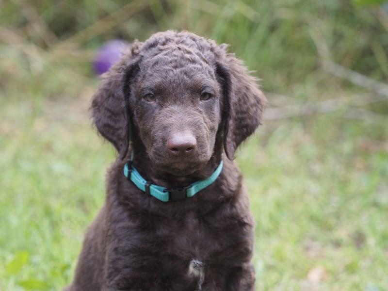 Curly Coated Retriever – braune Rüden (8 Wochen) aus dem Zwinger Cornrow