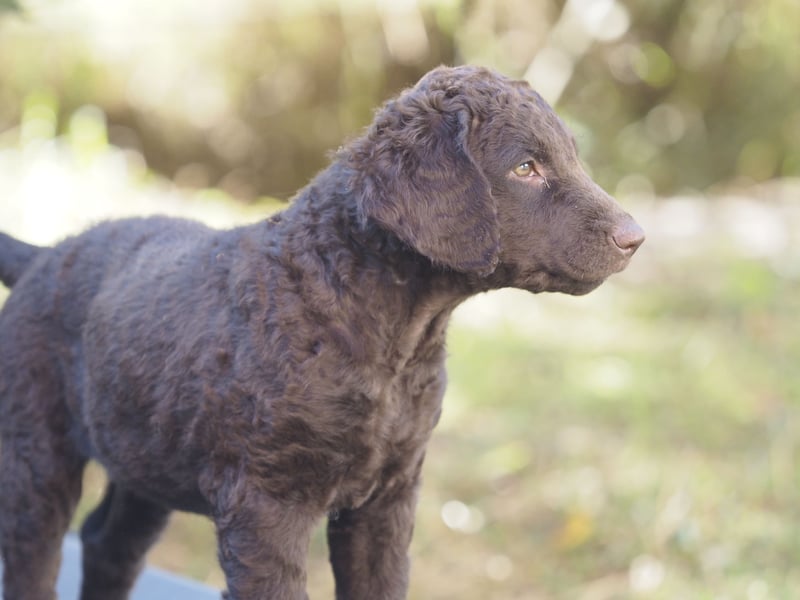 Curly Coated Retriever – braune Rüden (8 Wochen) aus dem Zwinger Cornrow