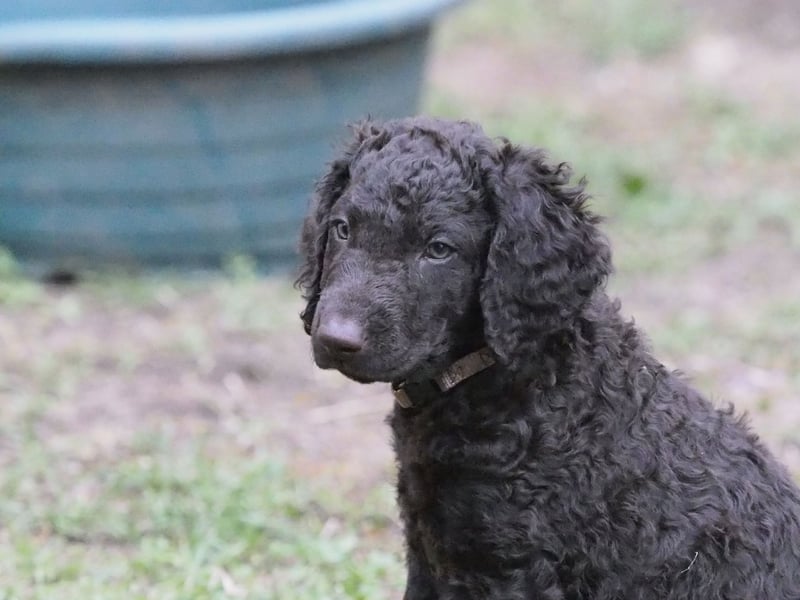 Curly Coated Retriever – braune Rüden (8 Wochen) aus dem Zwinger Cornrow