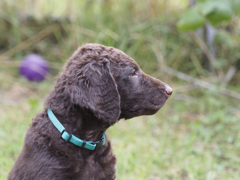 Curly Coated Retriever – braune Rüden (8 Wochen) aus dem Zwinger Cornrow