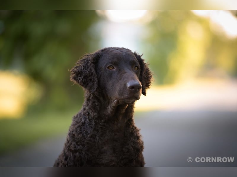 Curly Coated Retriever – braune Rüden (8 Wochen) aus dem Zwinger Cornrow