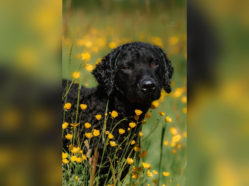 Traumverpaarung Curly Coated Retriever