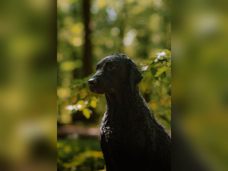 Traumverpaarung Curly Coated Retriever