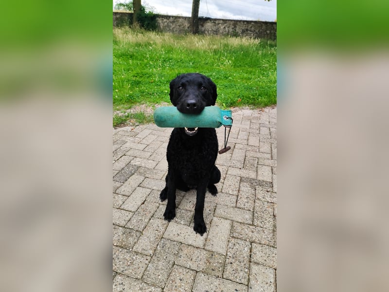 Traumverpaarung Curly Coated Retriever