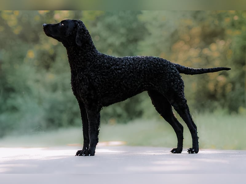 Traumverpaarung Curly Coated Retriever