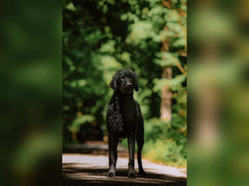 Traumverpaarung Curly Coated Retriever