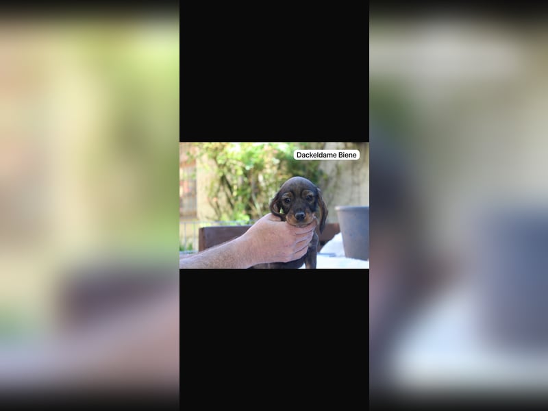6 junge Dackel Welpen