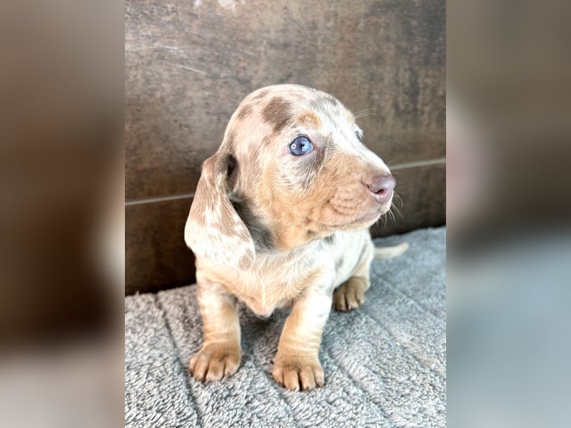 Zwerg Dackel Welpen in besonderen Farben (blue / choco / Harlekin) suchen tolles Zuhause
