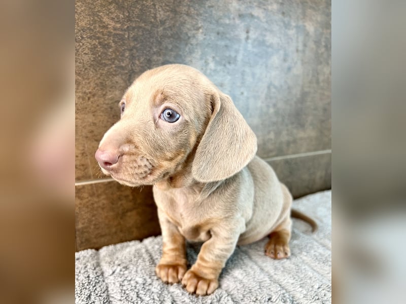 Zwerg Dackel Welpen in besonderen Farben (blue / choco / Harlekin) suchen tolles Zuhause