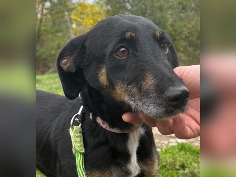 Bezaubernder Dacklemix Sofie soll endlich ein glückliches Hundeleben führen dürfen !
