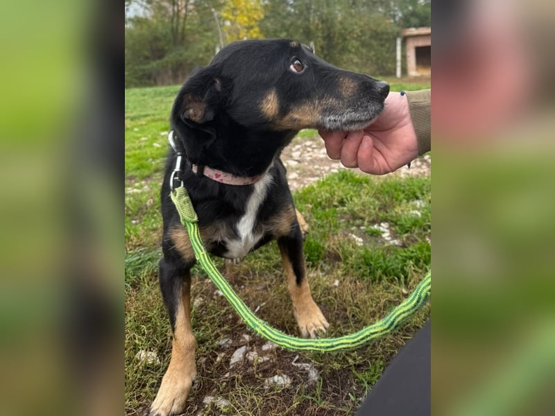 Bezaubernder Dacklemix Sofie soll endlich ein glückliches Hundeleben führen dürfen !
