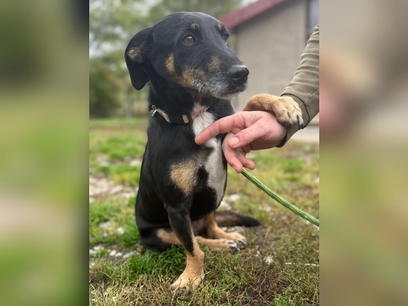 Bezaubernder Dacklemix Sofie soll endlich ein glückliches Hundeleben führen dürfen !
