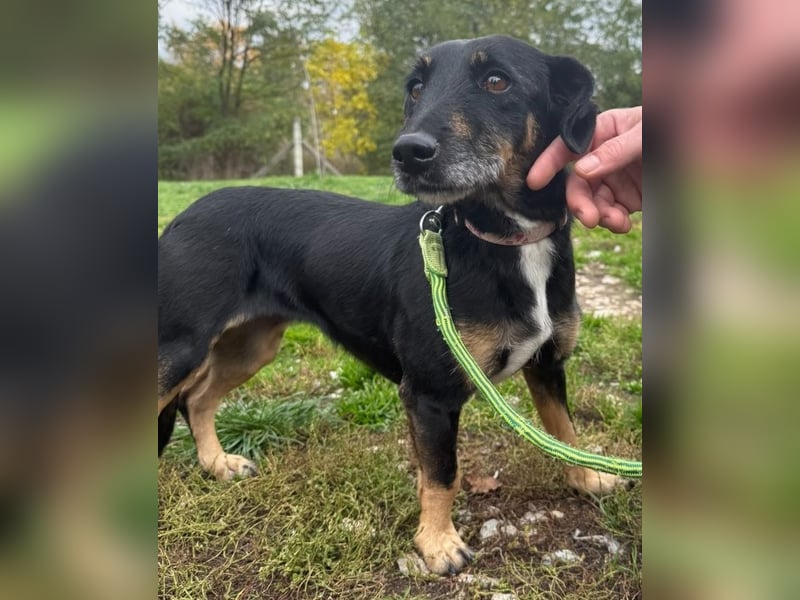 Bezaubernder Dacklemix Sofie soll endlich ein glückliches Hundeleben führen dürfen !