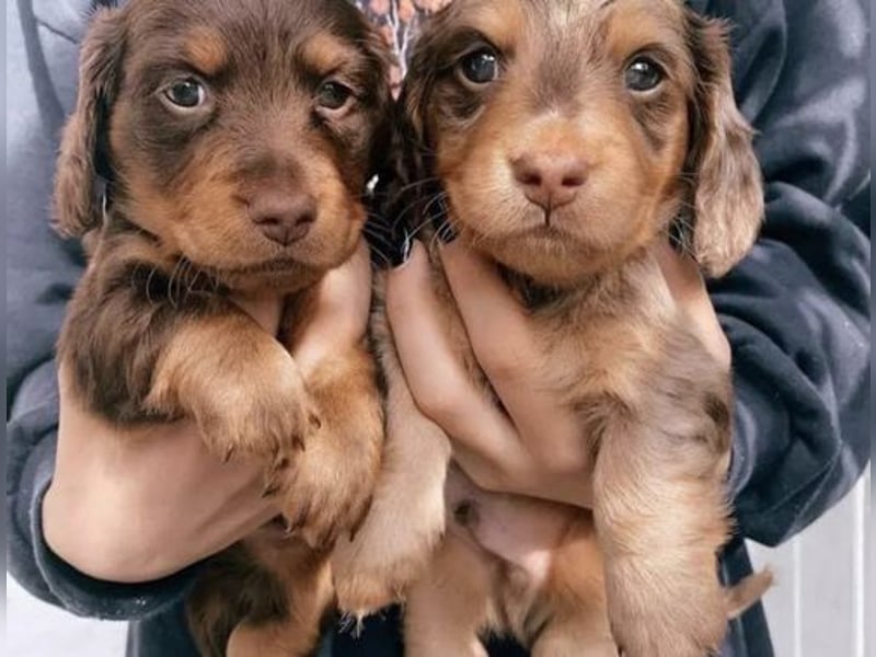 Dackel   Hündin – geimpft, entwurmt, gechipt, mit EU-Heimtierausweis