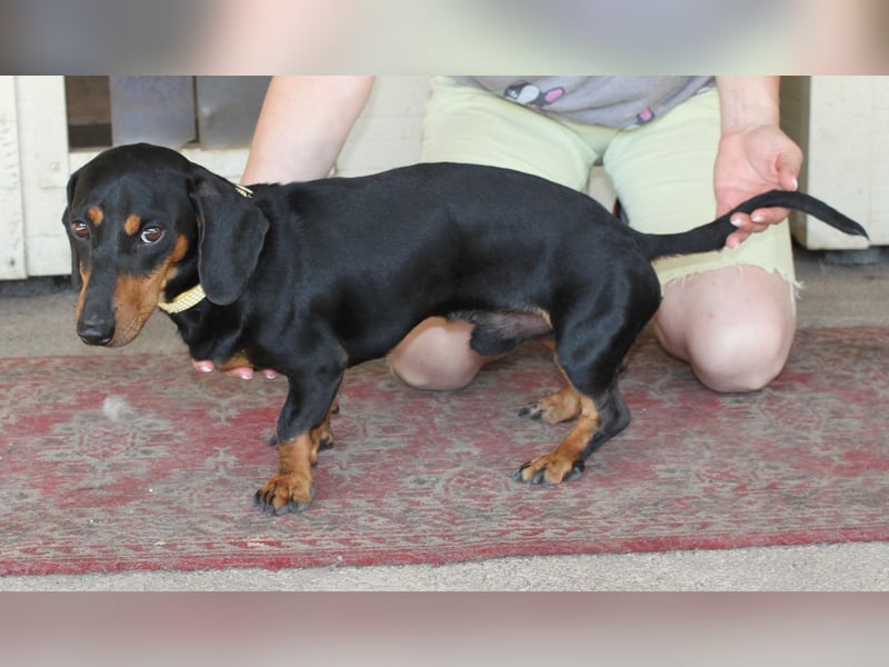 Fröhlicher Kàci sucht sein Revier