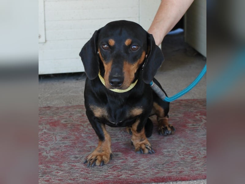 Fröhlicher Kàci sucht sein Revier